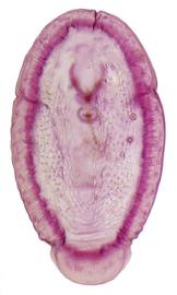  Halimococcidae:  Thysanococcus pandani  
 Second Instar Female 